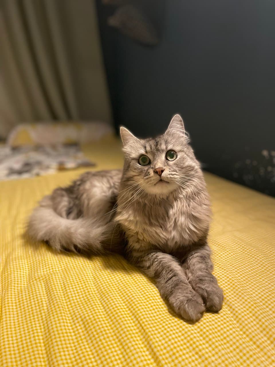 Фото серого пушистого кота на желтом диване